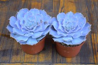/album/echeveria/dsc0020-5-jpg/
